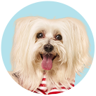 Departamento de produtos de Pet da Drogaria Araujo