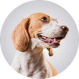 Departamento de produtos de Pet Shop da Drogaria Araujo